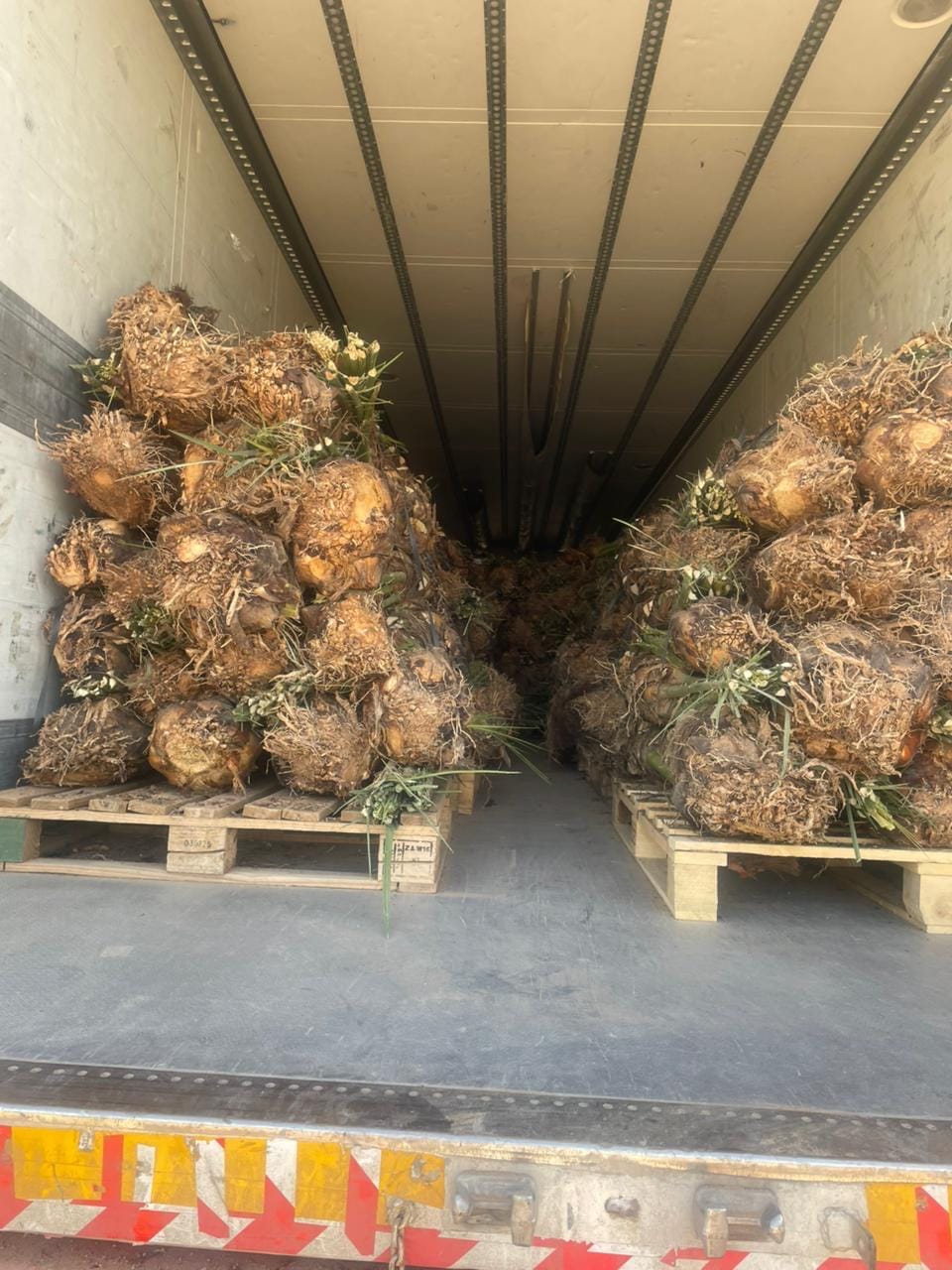 Date palm offshoots loaded for commercial dispatch