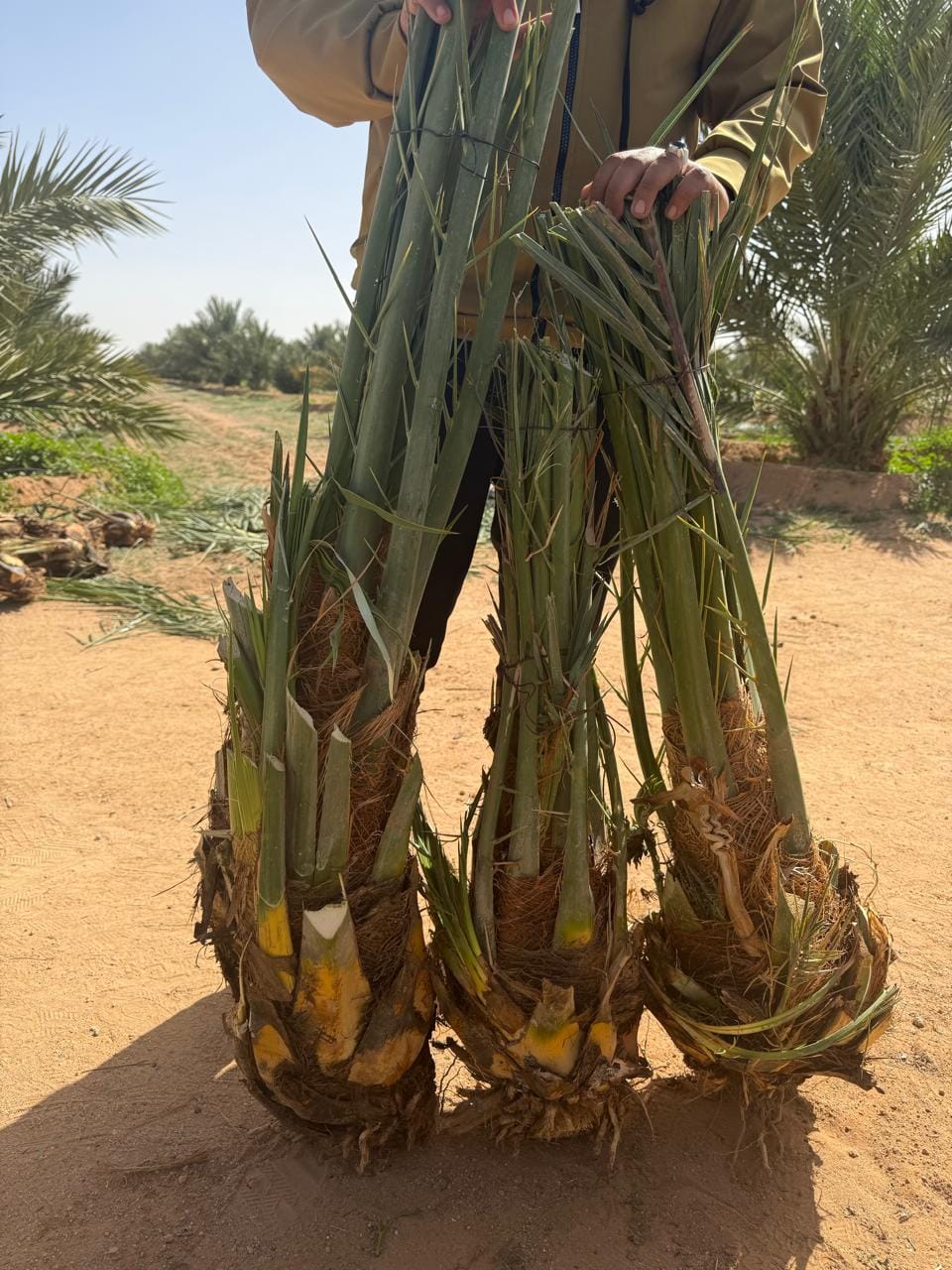 Date palm offshoots at the Hydron Palms farm