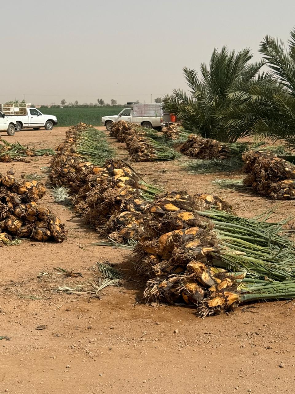 Date palm offshoot stock prepared at the nursery